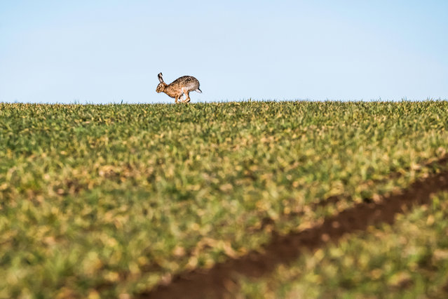 Brown hares play on arable farmland near the Borders town of Kelso, Scotland. (Photo by Chris Strickland/Alamy Stock Photo)