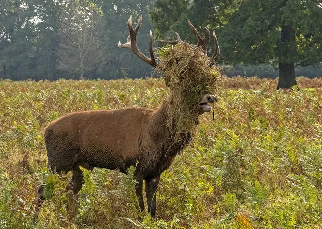 This stag had just gone head to head with another stag. They do this to establish superiority and claim mating rights to a collection of does. “The dominant stag will often raise his head after a duel with a vegetation headdress to demonstrate their dominance”, said Jeff Penfold, 70, who had spent half a day taking pictures in Bushy Park, southwest London early November 2023. (Photo by Jeff Penfold/Solent News)