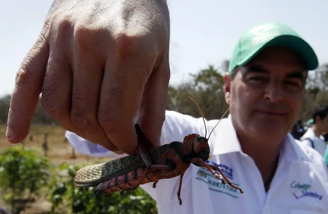 Colombian Agriculture and Rural Development minister Aurelio Iragorri holds a grasshopper during his visit to Riohacha, Guajira, one of driest areas of Colombia, 11 February 2016. Iragorri visited several villages in the area in order to follow the advances on water wells and production projects that aim to solve the drought problems affecting thousands of families. (Photo by Mauricio Dueñas Castañeda/EPA)