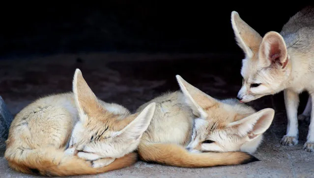 Fennec fox. (Photo by In Cherl Kim)