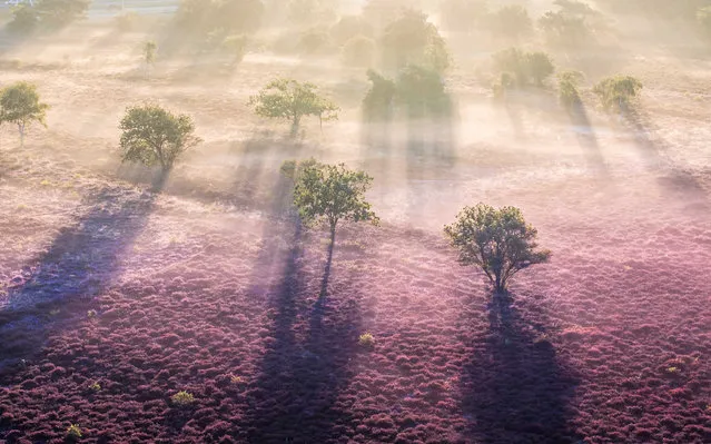 A picture taken with a drone shows a morning mist covering the Westerheide heaths near Hilversum, the Netherlands, 10 August 2023. The heaths are blooming earlier than usual this year. (Photo by Jeffrey Groeneweg/EPA/EFE)