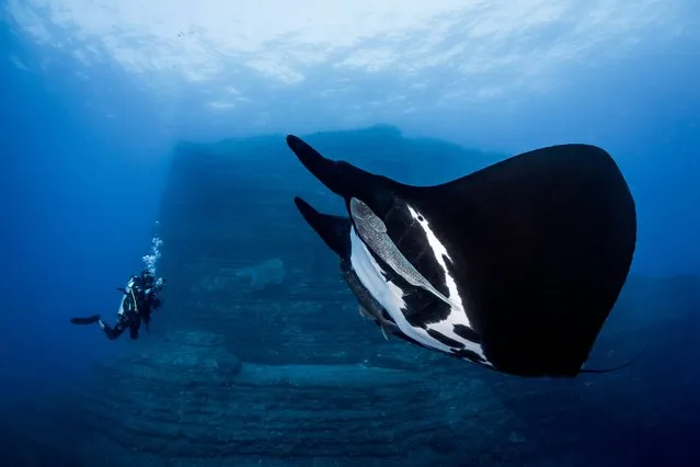 Novice DSLR, 1st Place. “Special Encounter”, Oceanic Manta Ray in Socorro, Mexico. (Photo by Alvin Cheung/The Ocean Art 2018 Underwater Photography Competition)