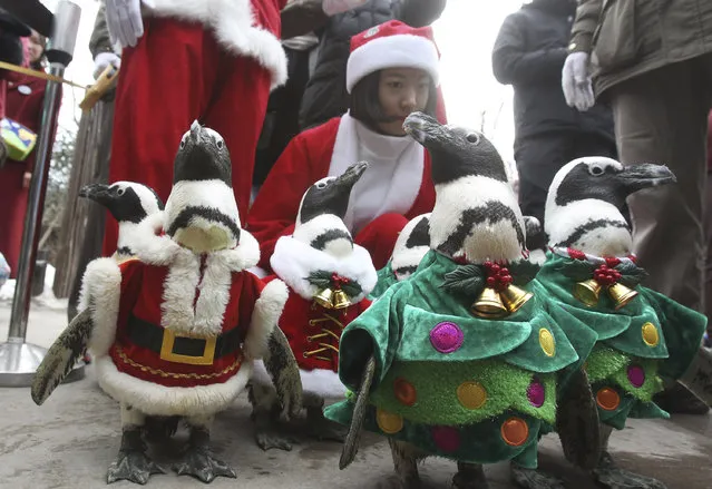 Penguins, dressed in Santa Claus and Christmas tree costumes, parade through spectators during a Christmas event at the Everland amusement park in Yongin, South Korea, Wednesday, December 18, 2013. Christmas is one of the biggest holidays in South Korea as over half the population are Christians. (Photo by Ahn Young-joon/AP Photo)