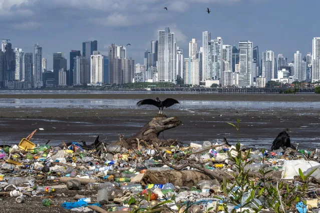 Vultures are seen over garbage, including plastic waste, at the beach of the Costa del Este neighborhood in Panama City, on June 08, 2020, during the World Oceans Day. Every year 6.4 million tons of waste end up in the sea, of which between 60% and 80% are plastics. (Photo by Luis Acosta/AFP Photo)