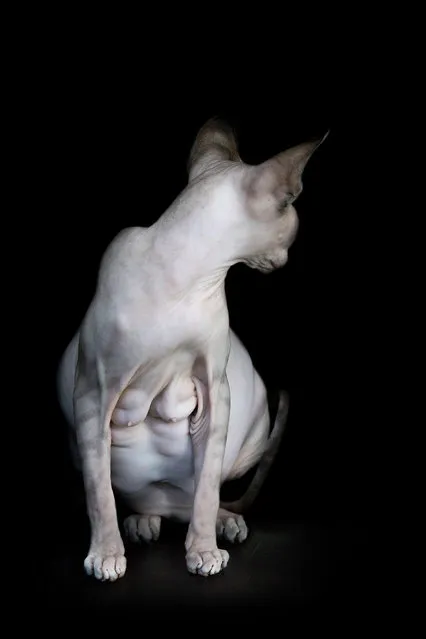 A photographer has captured the bizarre beauty of sphynx cats in a series of intriguing portraits. Creative Alicia Rius snapped them from different angles showing off their unusual flesh, colourings and bones. In the images the cats can be seen curiously playing, observing their surroundings and even grooming themselves. (Photo by Alicia Rius/Caters News)