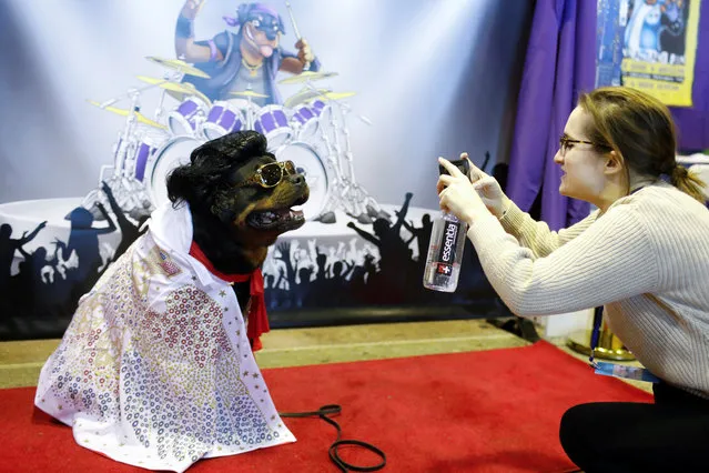 Talos the Rottweiler is photographed at the Rottapalooza booth during the AKC Meet the Breeds event ahead of the 143rd Westminster Kennel Club Dog Show in New York, February 9, 2019. (Photo by Andrew Kelly/Reuters)