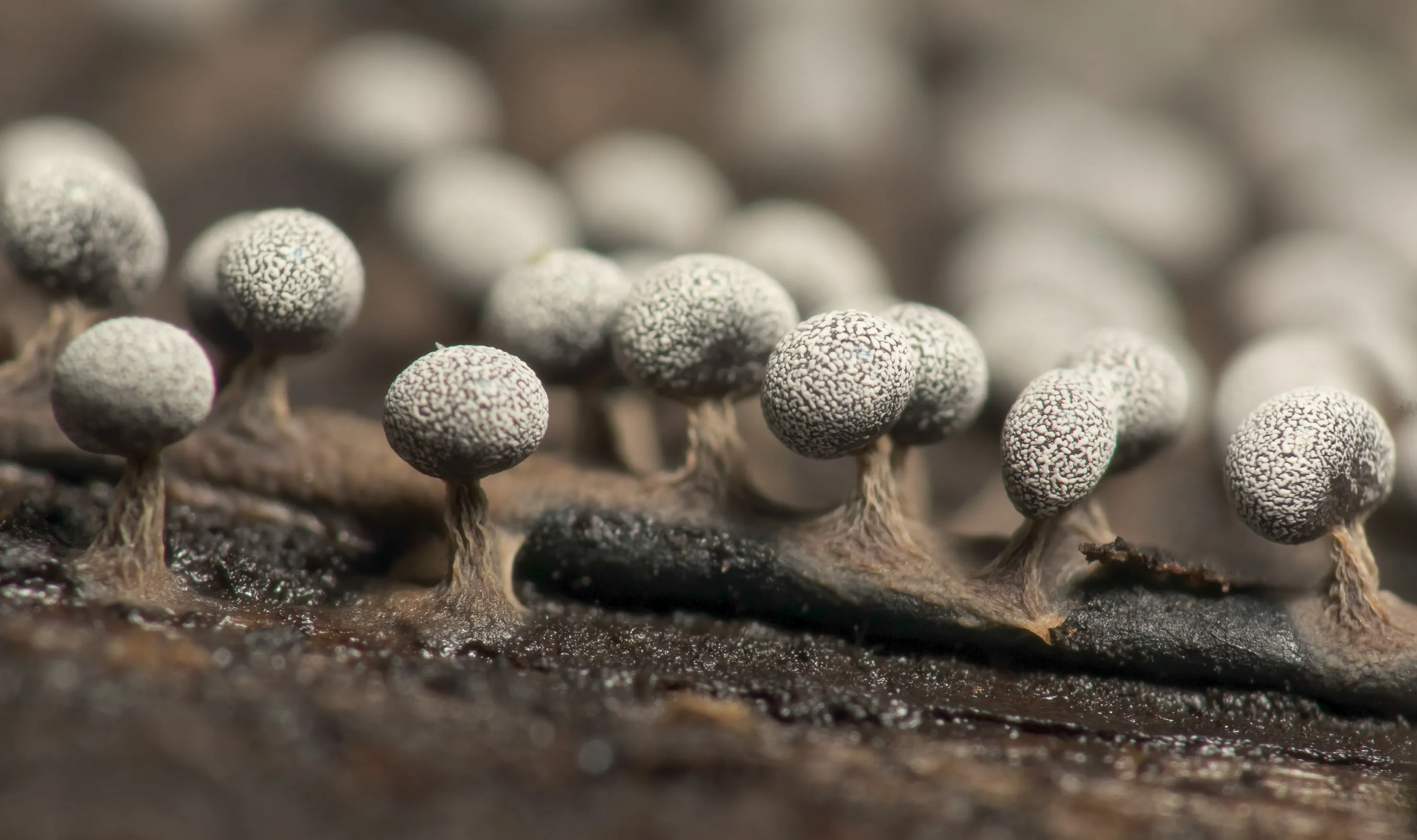 Роль плесневых грибов в природе. Микроскопические плесневые грибы. Грибы микромицеты. Гифальные (плесневые) грибы. Микросокпически егрибы.