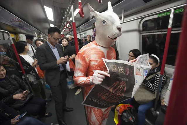 An animal rights activist is seen inside a Hong Kong subway train on the way to an anti-fur protest, Hong Kong, China, February 28, 2016. (Photo by Alex Hofford/EPA)