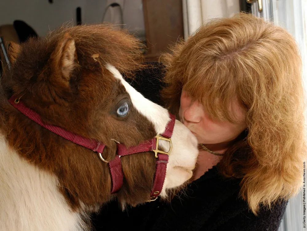 Guide Horse: Tiny Horse Keeps Eyes On Big Responsibility