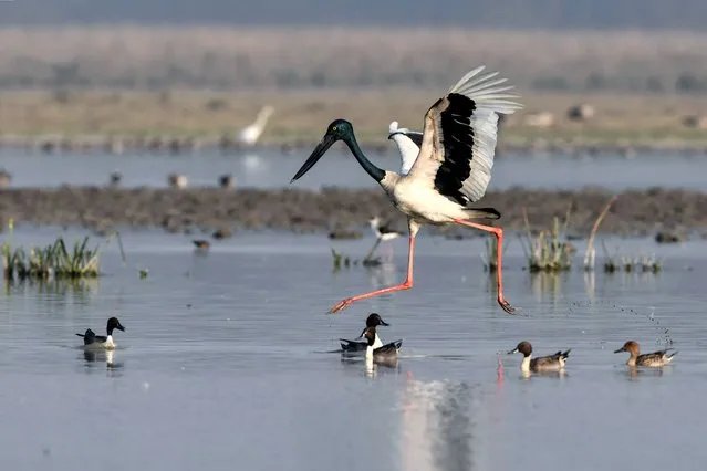 A black-necked stork forages for food at a wetland in Pobitora Wildlife Sanctuary in Morigaon district of India's Assam state on January 10, 2024. (Photo by Biju Boro/AFP Photo)