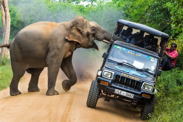 Journeys and adventures winner – This is My Jungle. A wild elephant attacks a jeep full of people. “We should respect nature and care more about it, but we should also avoid taking unnecessary and reckless risks”. (Photo by Savvi Sergey/SIPA Contest)