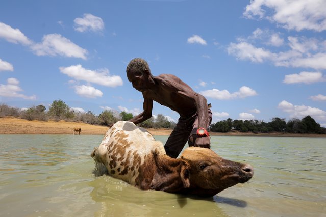 An elderly man tries to pull out an emaciated calf that got stuck while drinking water from one of the few water pans left with water in the drought-stricken region of Kwangite, in Ganze, in Kilifi County, 07 October 2021. An estimated over 2 million Kenyans face starvation due to the ongoing drought that has affected majorly ten counties suffering from lack of water and harvest living thousands of animals died in the North, North East and Coast, some of the most affected regions are in the coastal region including Kilifi, Lamu and Tana River. Kenya President Uhuru Kenyatta declared the drought as a “National Disaster” last month and ordered the immediate release of emergency relief food for the victims which the government started to distribute last week. Residents of the Ganze region in Kilifi which is one of the most affected regions by the drought, are forced to walk for more than six hours to fetch water from one of the 20% water pans remaining with water as 80% of the rest have dried up and they have also resulted to slaughtering and drying the meat from their animals that die due to hunger as a way of preserving some food for later use as they wait on the relief food. More than 400,000 people suffer from water shortage in the coastal region and more than 6,500 heard of cattle have died in Kilifi County and more than 4,000 in Tana River, according to Hassan Musa Director of Kenya Red Cross, Coast Region. (Photo by Daniel Irungu/EPA/EFE)