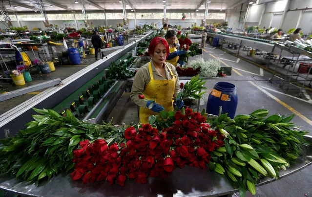 An employee organises bouquets of flowers to be exported overseas, ahead of Valentine's Day, at a farm in Facatativa, Colombia February 1, 2017. (Photo by Jaime Saldarriaga/Reuters)
