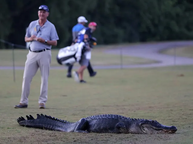 Course marshal Bart Dornier stands watch for golfers to walk around “Tripod”, a resident 3-legged alligator, as he crosses the 18th fairway during the first round of the PGA Zurich Classic golf tournament at TPC Louisiana in Avondale, La., Thursday, April 25, 2019. (Photo by Gerald Herbert/AP Photo)