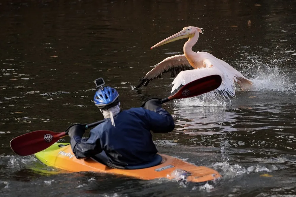 Pelicans Moved to Winter Enclosure at Czech Zoo