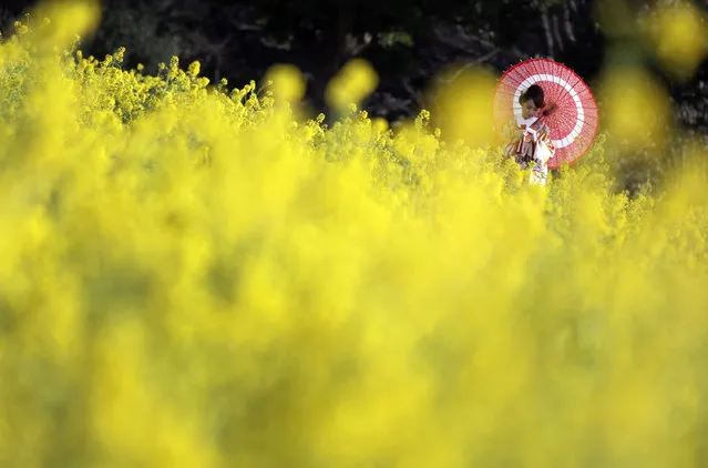 A woman clad in a Japanese traditional “kimono” pauses during a wedding photo session by a rapeseed oil field at Hamarikyu Gardens in Tokyo, Tuesday, February 16, 2016. (Photo by Eugene Hoshiko/AP Photo)