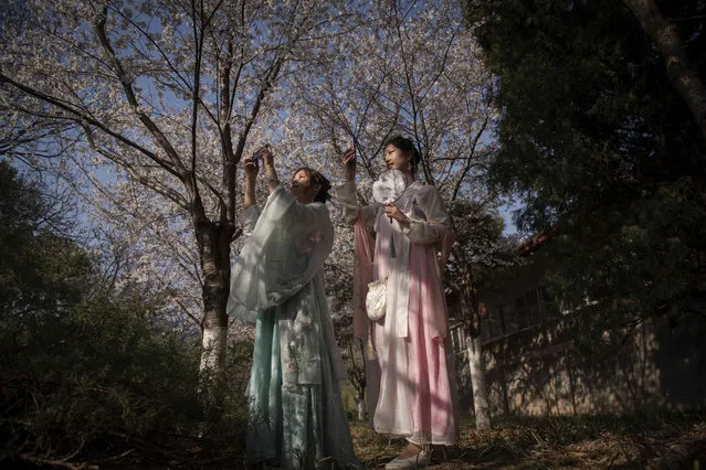 In this picture taken on March 24, 2019 two young Chinese women dressed in Han Chinese clothing take photos of the cherry blossoms with their smartphones in the Yuyuantan park in Beijing. Hanfu, meaning clothing of the Han people, is a name for pre-17th century traditional clothing of the Han Chinese, which are the predominant ethnic group of China. (Photo by Nicolas Asfouri/AFP Photo)