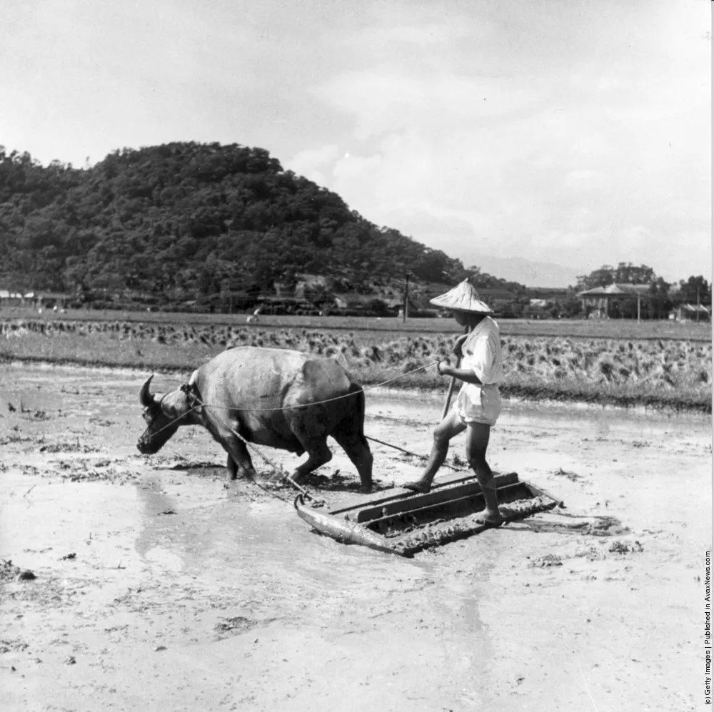 Rice Fields