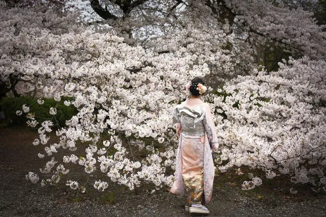 A woman with Kimono looks at cherry trees in bloom in Shinjuku Gyoen in Tokyo, Japan on Thursday, April 4, 2024. (Photo by Noriko Hayashi for The Washington Post)