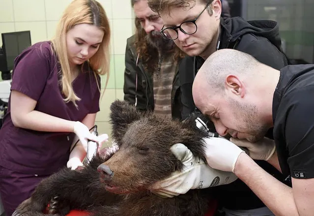 Veterinarians diagnose and treat an exhausted young male brown bear named Ada at the center, for Rehabilitation of Protected Animals in Przemysl, Poland, on Tuesday, January 11, 2022. The bear was spotted Monday wobbling alone in the cold, snowy forest in southeastern Poland, with wolf tracks and blood spots nearby, while no sight of his mother. He remains in life-threating condition with neurological symptoms. (Photo by Rehabilitation of Protected Animals via AP Photo)