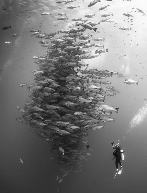 2014 Underwater Photography Photo Contest winners, Wide angle divers category, 1st place. (Photo by Nadya Kulagina/UnderwaterPhotography.com)