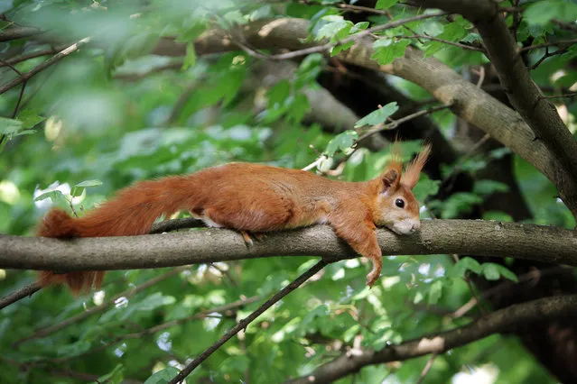 A squirrel relaxes on a branch of a tree during warm weather in Mainz, Germany, Tuesday, June 30, 2015. (Photo by /Fredrik von Erichsen/dpa via AP Photo)