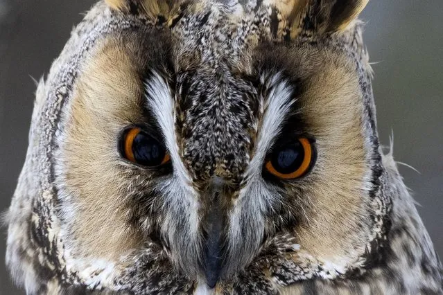A long-eared owl spotted in Tsaritsyno Park, southern Moscow on February 13, 2022. (Photo by Vasily Fedosenko/TASS)
