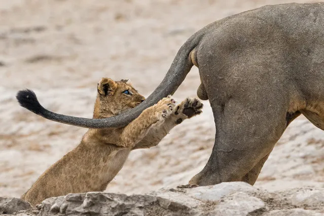 “Grab life by the...”. (Photo by Sarah Skinner/Comedy Wildlife Photo Awards 2019)