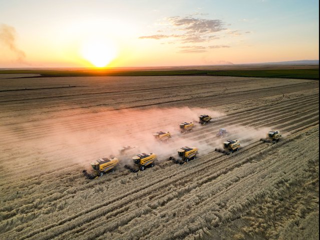 An aerial view of a wheat field as agricultural equipment, harvester being used during sunset at Ceylanpinar Agricultural Enterprise under the General Directorate of Agricultural Enterprises (TIGEM) of the Turkish Ministry of Agriculture And Forestry in Sanliurfa, Turkiye on June 08, 2024. (Photo by Mustafa Kilic /Anadolu via Getty Images)