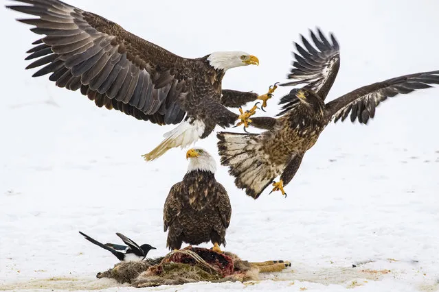 In this photo provided by Estelle Shuttleworth in February 2022, bald eagles compete for a deer carcass in Montana. While the bald eagle population has rebounded from the brink of extinction since the U.S. banned the pesticide DDT was banned in the U.S. in 1972, harmful levels of toxic lead were found in the bones of 46% of bald eagles sampled in 38 states, from California to Florida, researchers reported in the journal Science on Thursday, February 17, 2022. (Photo by Estelle Shuttleworth via AP Photo)