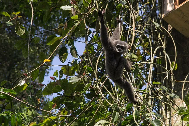 Javan Gibbon “Owa Jawa” (Hylobates moloch) seen after release at Tilu Mountain on May 17, 2017 in West Java, Indonesia. Owa Jawa are endemic animals of West Java. Based on the latest census data it is known that the population of 'Owa Jawa' in the nature ranges from 2.140 to 5.310 tail with high extinction threat level. The population of 'Java Owa' continues to decrease annually due to forest destruction and poaching activities. In addition, the nature of Java's monogamous Javanese monastery and giving birth to just one baby every three years is increasingly threatening. (Photo by Jefta Images/Barcroft Images)