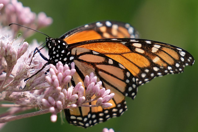 A monarch butterfly rests on a plant in Toronto, Ontario, Canada on July 18, 2024. (Photo by Mert Alper Dervis/Anadolu via Getty Images)