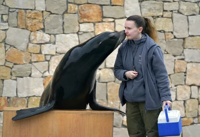 Sea Lion Keeper Lauren Smith with Oscar the sea lion as he alongside other resident sea lions Ineke and Poppy,are introduced to the newly completed “California Cove” enclosure at Blair Drummond Safari Park, near Stirling, Scotland on Wednesday, April 27, 2022. (Photo by Andrew Milligan/PA Images via Getty Images)