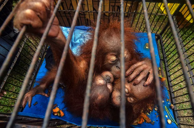 This picture taken on December 15, 2019 shows three young orangutans after they were rescued by police from illegal wildlife traffickers in Pekanbaru in Riau province, Indonesia. (Photo by Wahyudi/Jefta Images/Barcroft Media)