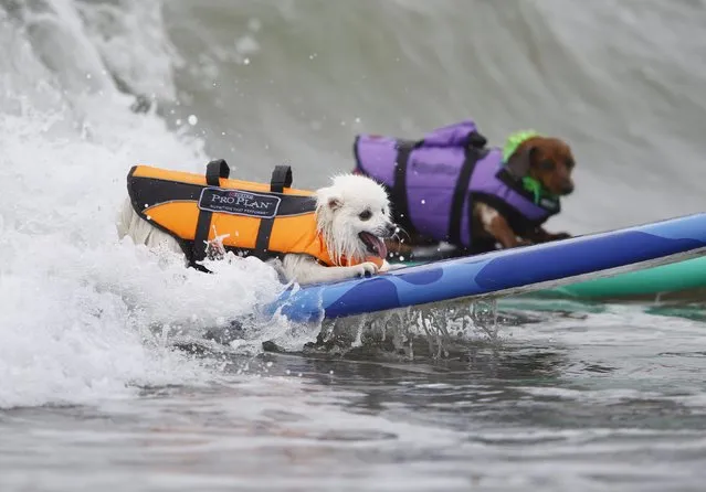 American Eskimo Terrier named Ziggy (L) catches the same wave as a Dachshund named Coppertone during the small dog competition at the 10th annual Petco Unleashed surfing dog contest at Imperial Beach, California August 1, 2015. (Photo by Mike Blake/Reuters)