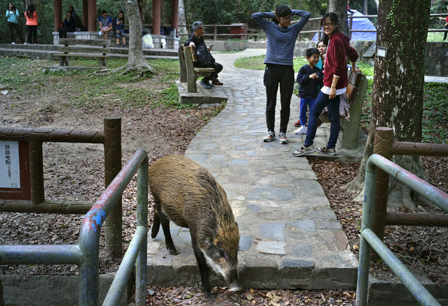 In this January 13, 2019, photo, a wild boar scavenges for food while local residents watch at a Country Park in Hong Kong. Like many Asian communities, Hong Kong ushers in the astrological year of the pig. That’s also good timing to discuss the financial center’s contested relationship with its wild boar population. A growing population and encroaching urbanization have brought humans and wild pigs into increasing proximity, with the boars making frequent appearances on roadways, housing developments and even shopping centers. (Photo by Vincent Yu/AP Photo)