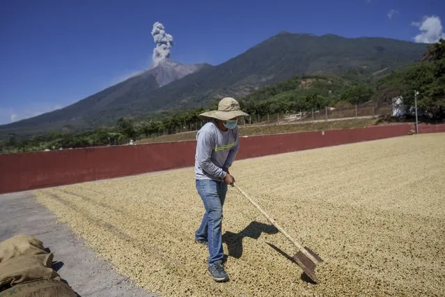 A worker turns coffee beans that are drying in the sun as the Fire volcano spews ash, at the Santa Barbara farm in San Juan Alotenango, Guatemala, Wednesday, March 16, 2022. (Photo by Moises Castillo/AP Photo)