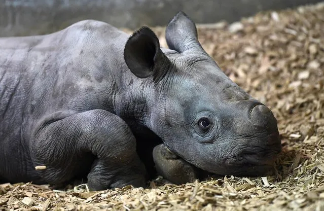 A recently born rare Eastern Black Rhino male calf is seen at Folly Farm Adventure Park and Zoo in Begelly, Wales, Britain on January 27, 2020. (Photo by Rebecca Naden/Reuters)