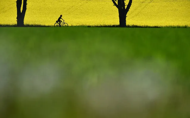 A cyclist drives past a flowering rapeseed field not far from the small Bavarian village of Schoengeising, near Munich, during a nice, warm sunny weather day on May 17, 2017. (Photo by Christof Stache/AFP Photo)