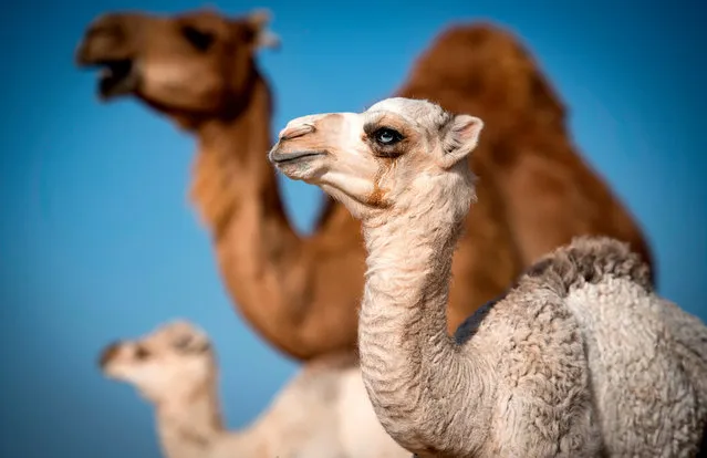 A camel calf is seen among a herd in the desert near Dakhla in Morocco-administered Western Sahara, on October 13, 2019. In the Oued Eddahab desert in Western Sahara, Habiboullah Dlimi raises dairy and racing camels just like his ancestors used to, but with a little help from modern technology. While his animals roam free and are milked traditionally, by hand, at dawn and dusk, they are watched over by hired herders and Dlimi follows GPS coordinates across the desert in a 4X4 vehicle to reach them. (Photo by Fadel Senna/AFP Photo)