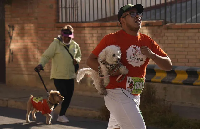 People run with their dogs during a marathon called Perroton, in La Paz, Bolivia, Sunday, June 19, 2022. Bolivian police host a Perroton or Dog-a-thon, for citizens and their pets as part of the National Police Month events promoting the prevention of cruelty to animals. (Photo by Juan Karita/AP Photo)