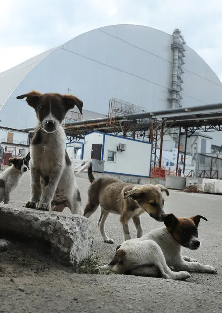 Stray dogs loiter inside the high-security “local zone” outside the new, giant enclosure that covers devastated reactor number four at the Chernobyl nuclear power plant on August 18, 2017 near Chornobyl, Ukraine. (Photo by Sean Gallup/Getty Images)