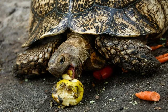 A leopard tortoise eats an apple during the second heatwave of the year at the Zoo Aquarium in Madrid, Spain, July 13, 2022. (Photo by Susana Vera/Reuters)