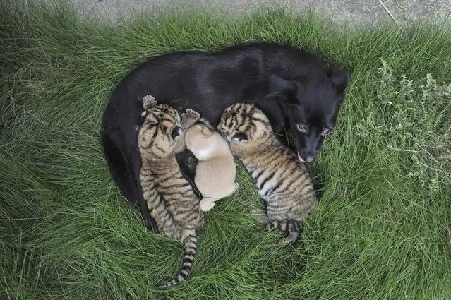 A female dog feeds two-day-old tiger cubs and her puppy at a zoo in Hefei, Anhui province, August 22, 2014. (Photo by Reuters/Stringer)