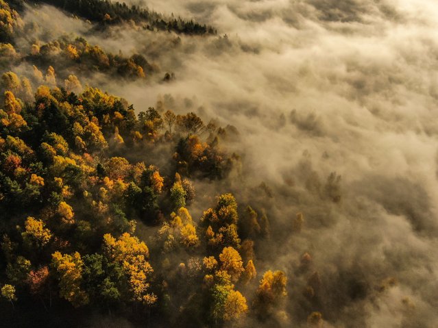 An aerial view of trees under the morning fog and sunrise light during the Golden Autumn on October 24, 2024 in Makow Podhalanski, Poland. (Photo by Omar Marques/Anadolu via Getty Images)