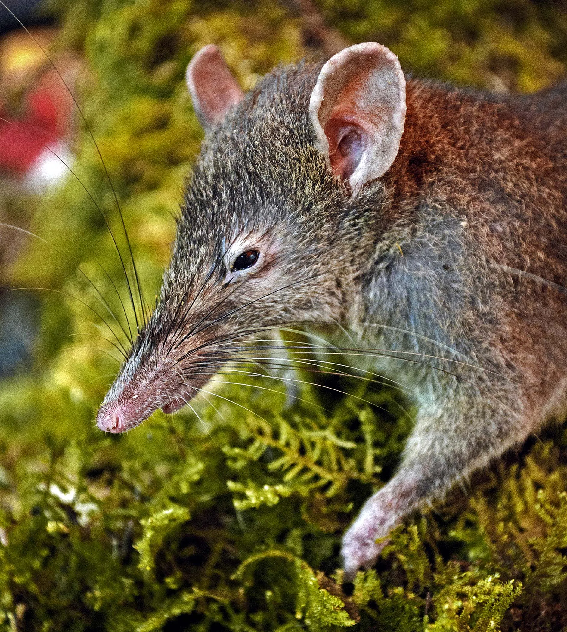 Зверек похожий на крысу. Землеройка белозубка. Землепойка микрозубка. Кенгуровые крысы (сумчатые). Мышь землеройка.
