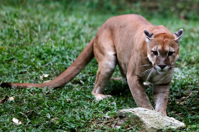 A puma is pictured at the Caricuao Zoo in Caracas, Venezuela July 12, 2016. Some 50 animals have starved to death in the last six months at one of Venezuela's main zoos due to chronic food shortages that have plagued the crisis-stricken South American nation. (Photo by Carlos Jasso/Reuters)