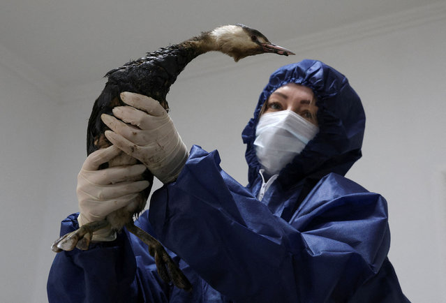 A volunteer cleans up a bird from oil following a recent incident involving two tankers damaged in a storm in the Kerch Strait, at a veterinary clinic in the Black Sea resort city of Saki (Saky), Crimea, on January 8, 2025. (Photo by Alexey Pavlishak/Reuters)