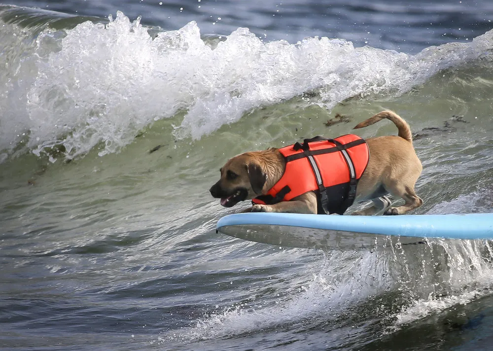 Hang 20 Surf Dog Classic