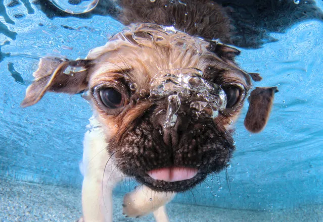 “Underwater Puppies”: Iggy. (Photo by Seth Casteel)